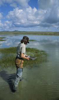 USGS biologist collecting samples